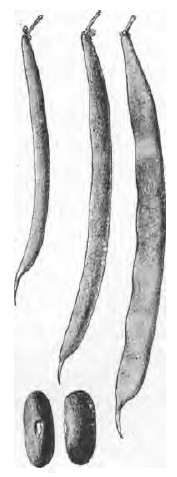 Flageolet à grain noir.jpg