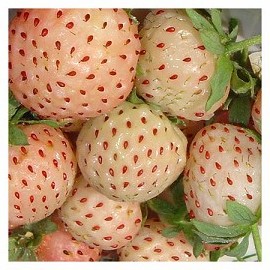 Fichier:Fraisier Anablanca-1.jpg