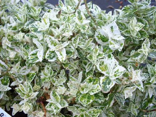 Fichier:Fusain de Fortune persistant panaché rampant.jpg