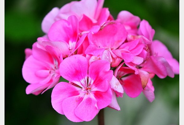 Fichier:Géranium rosat.jpg