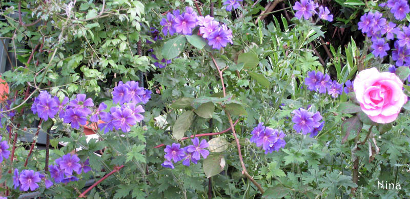 Fichier:Géranium vivace Platypelatum.jpg