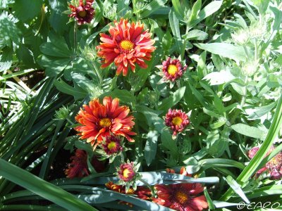 Fichier:Gaillarde burgunder.jpg