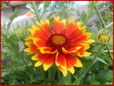 Fichier:Gaillarde kobold.jpg