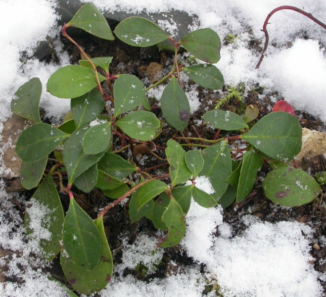 Fichier:Gaulthérie couchée.jpg