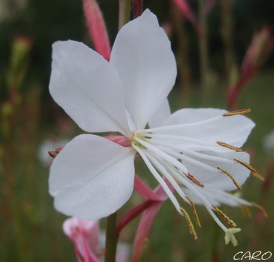 Fichier:Gaura lindheimeri blanc-rosé.jpg