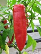 Georgian flamme-1.jpg