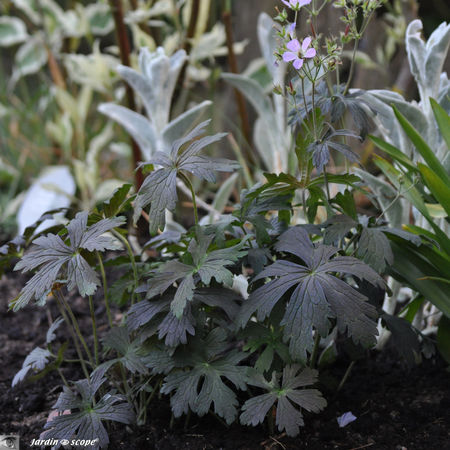 Fichier:Geranium maculatum expresso.jpg