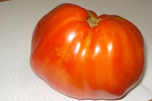 Fichier:Gigante di Rotonda.jpg