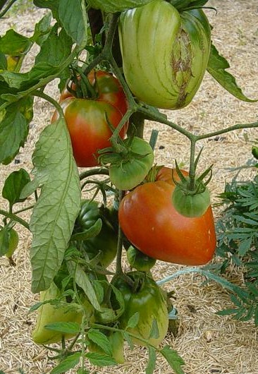 Fichier:Greenbush Italian-1.jpg