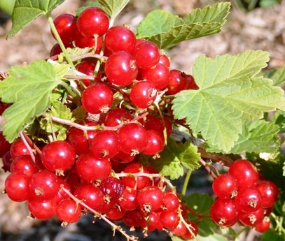 Fichier:Groseiller à grappe Versaillaise Rouge-1.jpg