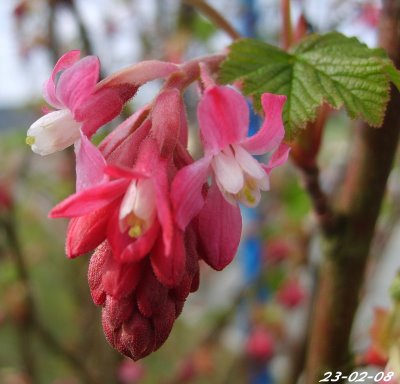 Fichier:Groseiller a fleurs-2.jpg