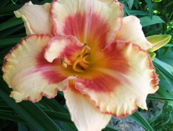 Fichier:Hémérocalle 'Clifford'-1.jpg