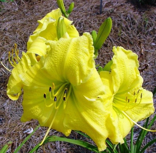 Fichier:Hémérocalle 'Mr Clifford'-1.jpg