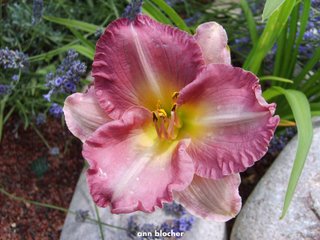 Fichier:Hémérocalle ann blocher.jpg