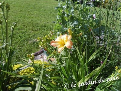 Fichier:Hémérocalle boom town-1.jpg