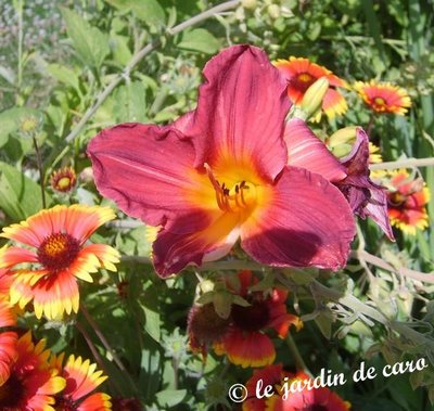 Fichier:Hémérocalle carnival flair.jpg