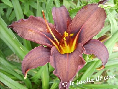 Fichier:Hémérocalle crawley crow.jpg