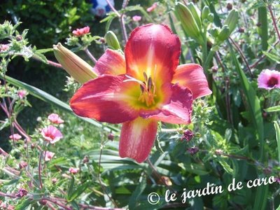 Fichier:Hémérocalle knave-1.jpg