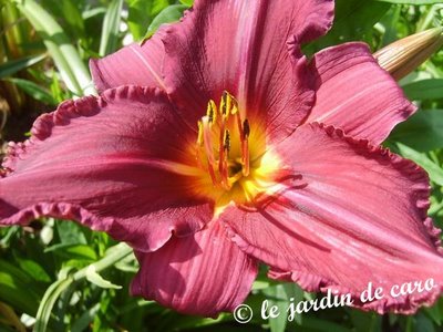 Fichier:Hémérocalle summer wine-1.jpg