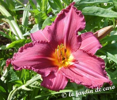 Fichier:Hémérocalle summer wine.jpg