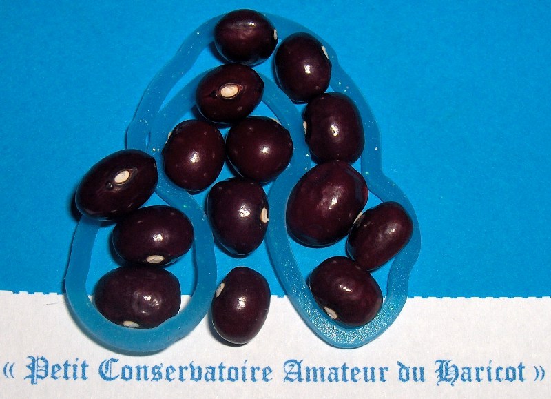 Fichier:HARICOT A ECOSSER crochu de montmagny.jpg