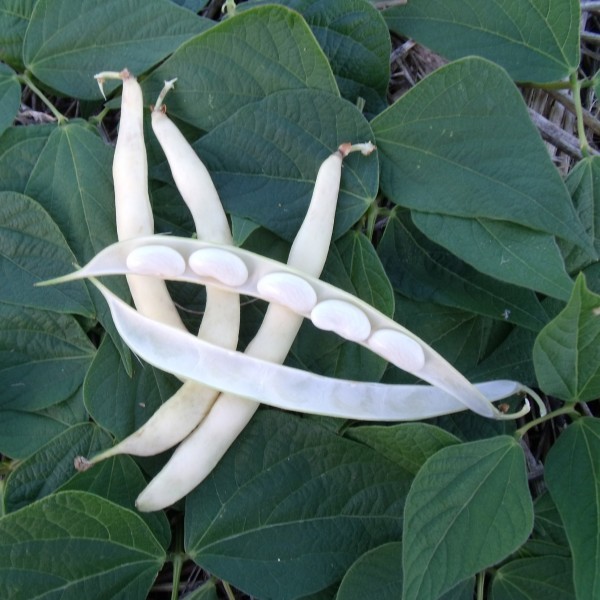 Fichier:HARICOT A ECOSSER rognon de pont l abbé-1.jpg