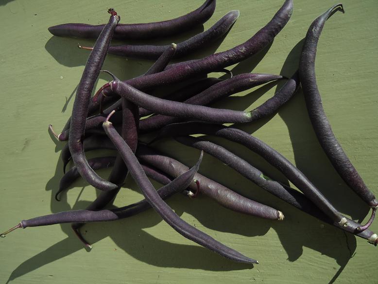 Fichier:HARICOT MANGETOUT purple queen-1.jpg