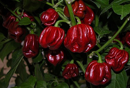 Fichier:Habanero Cappuccino.jpg