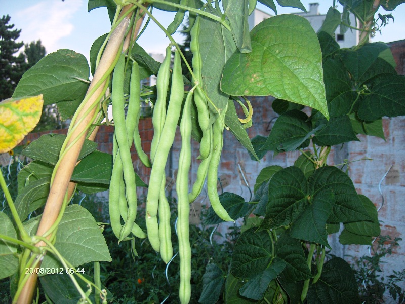 Fichier:Haricot De Saint Fiacre Blanc-1.jpg