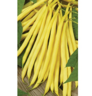 Haricot Filet Concador-1.jpg