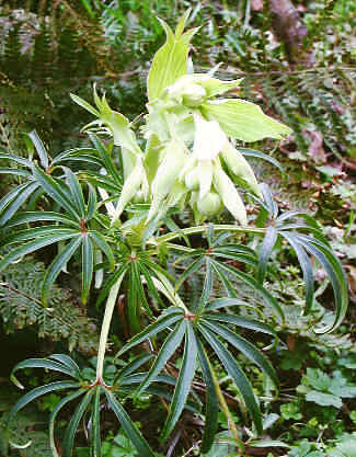 Fichier:Hellébore fétide.jpg