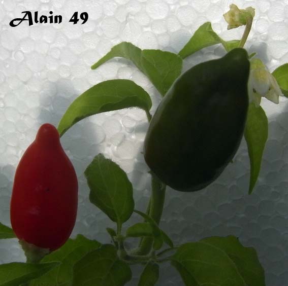 Fichier:Inca red drop.jpg