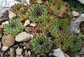 Fichier:Joubarbe des toits.jpg