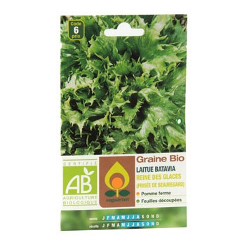 Fichier:LAITUE batavia reine des glaces-2.jpg