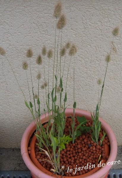 Fichier:Lagurus ovatus-1.jpg