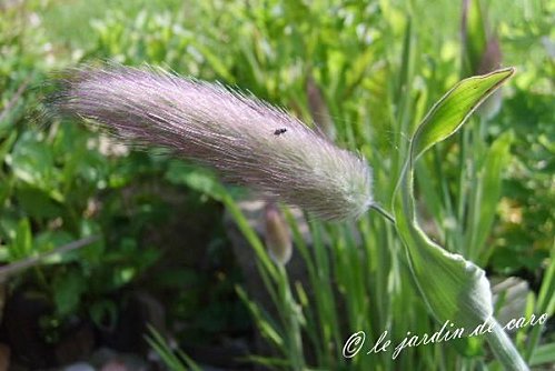 Fichier:Lagurus ovatus-2.jpg