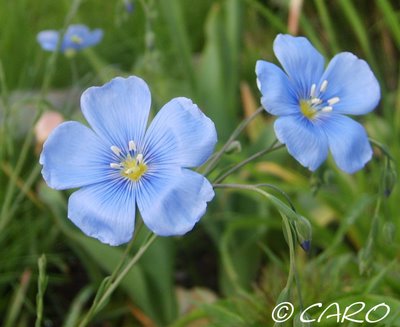 Fichier:Lin vivace.jpg