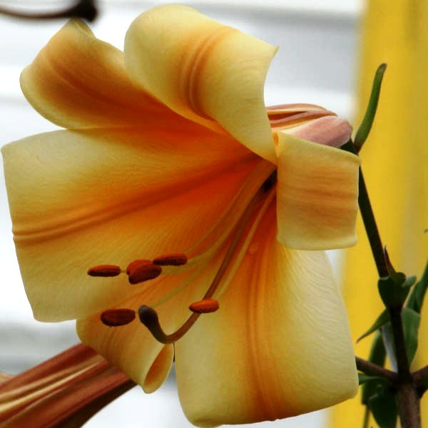 Fichier:Lys African queen-1.jpg