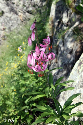 Fichier:Lys martagon.jpg