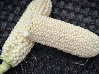 Fichier:Maïs doux Country Gentleman.jpg