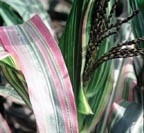 Maïs du Japon-1.jpg