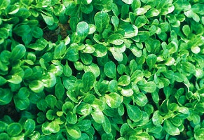 Fichier:Mache juvallon-1.jpg