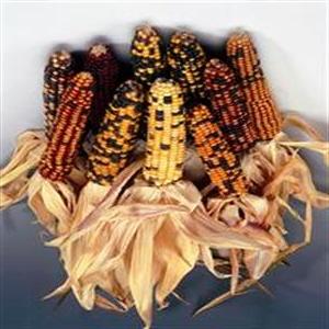 Fichier:Mais décoratif Amero-1.jpg