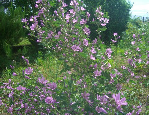 Fichier:Mauve sylvestre.jpg