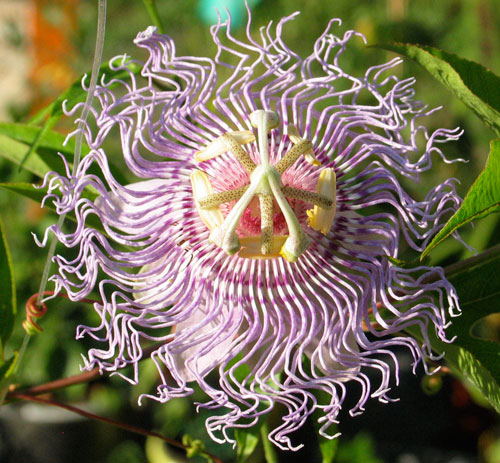 Fichier:Maypop - passiflora incarnata.jpg
