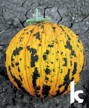 Melon Kirkagaç Kavun 637-1.jpg