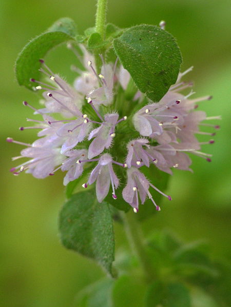Fichier:Menthe pouliot.jpg