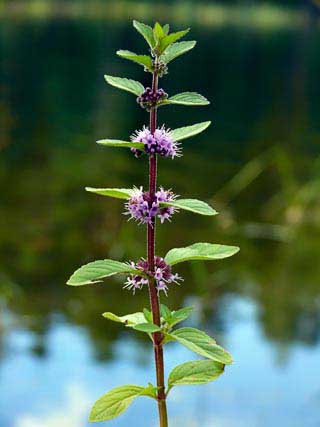 Fichier:Menthe verticillée-1.jpg