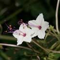 Mirabilis longiflora.jpg
