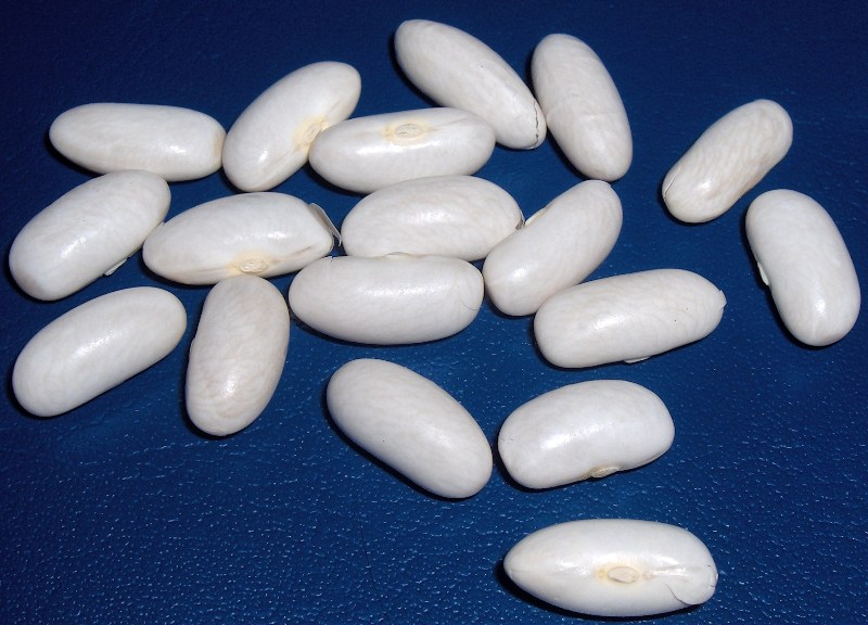 Fichier:Mogette de vendée-1.jpg